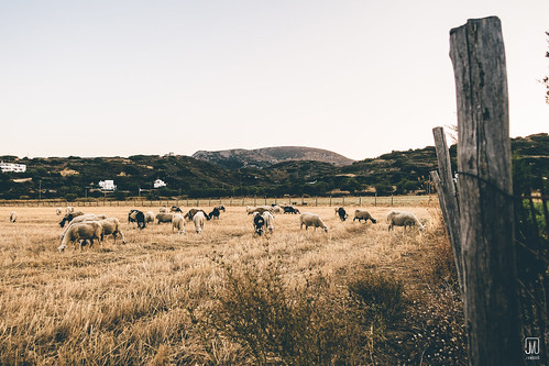 grass skyros sheep landscape fence greece graze outdoor animals field molos thessaliastereaellada gr