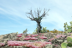 stonecrop Sedum caeruleum