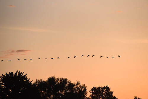 vaudreuilsoulangesregionalcountymunicipality quebec canada geese sunrise