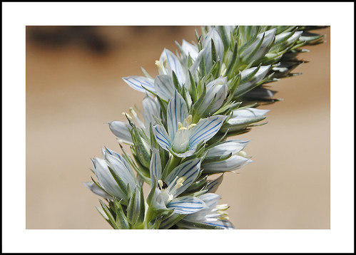 kernfrasera fraseratubulosa california sequoianationalforest kerncounty piutemountains macemeadow claraville 2017wildflowers 2017 wildflowers