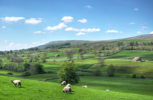 northyorkshire yorkshiredalesnationalpark wensleydale landscapes farmland sheep