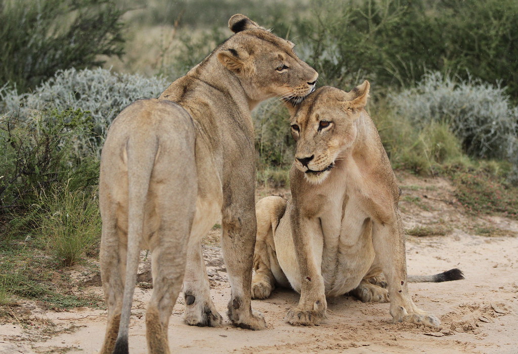 African lion, Panthera leo at Kgalagadi Transfrontier Park, Northern Cape, South Africa