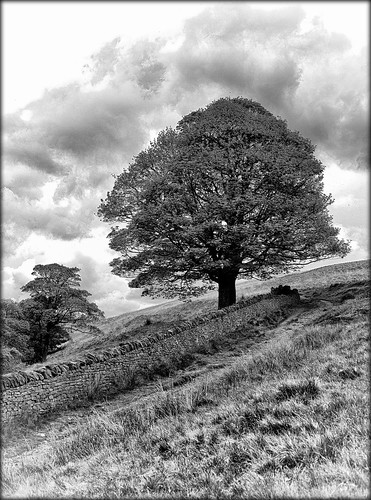 clouds sky tree land hillside landscape wall drystonewalls path piethornevalley lancashire rochdale northwest england mono monochrome blackwhite bw canon canon5dmarkll 50mm ef50mmf18ll canon50mm