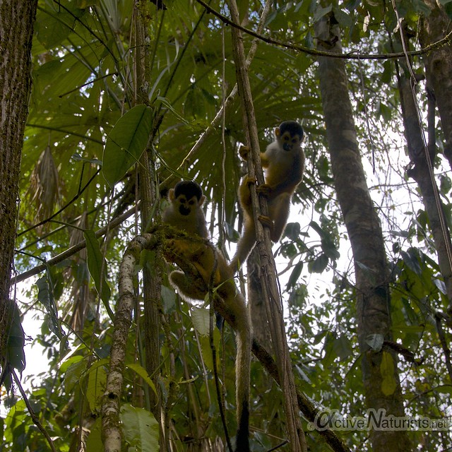 squirrel monkey 0006 Corcovado, Osa peninsula, Costa Rica