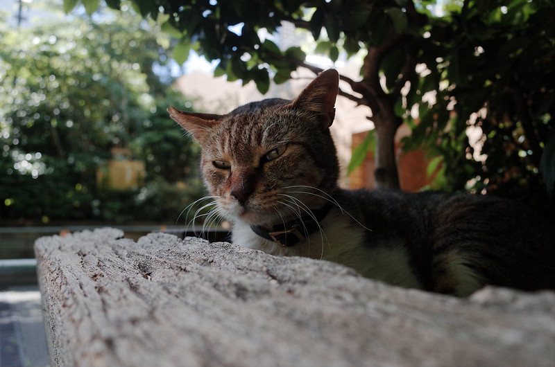 東池袋中央公園の猫。広場のキジボス。