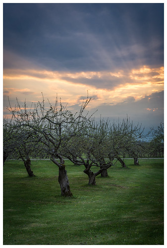 skoklosterslott sky appletree skokloster raysoflight sigmaart1835mm nikond7200 andreaslarzon park grass tree sunset green apple