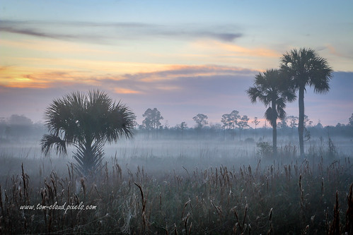 fog foggy morning dawn sunrise landscape trees palmtree pineglades naturalarea pinegladesnaturalarea jupiter florida usa outdoors outside nature mothernature weather