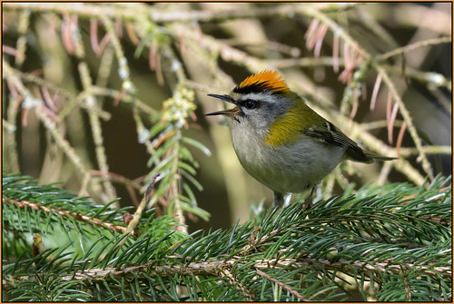 Firecrest (image 2 of 3)
