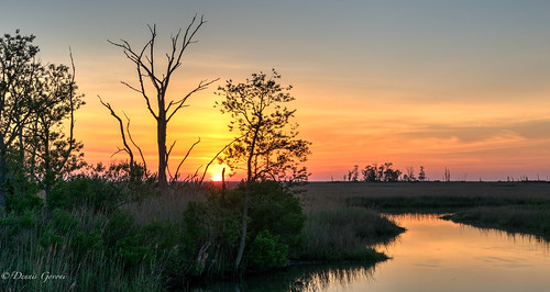 bombayhook delaware egret landscape sunrise wildlife