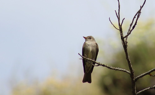 birdsofwashington bird washingtonbirds flycatcher pewee westernwoodpewee contopussordidulus