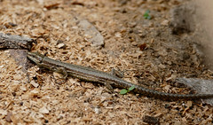 Common Wall Lizard (Podarcis muralis) - Photo of Lacombe