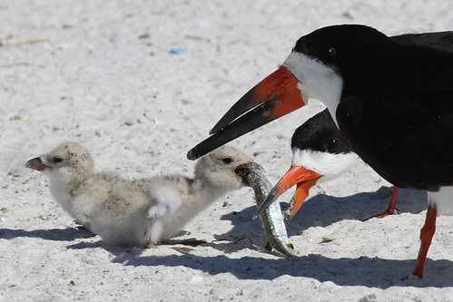 black skimmers chicks egg feeding eating nesting stpete beach