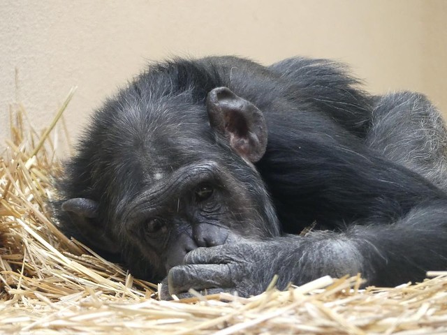 Schimpanse, Zoo Landau