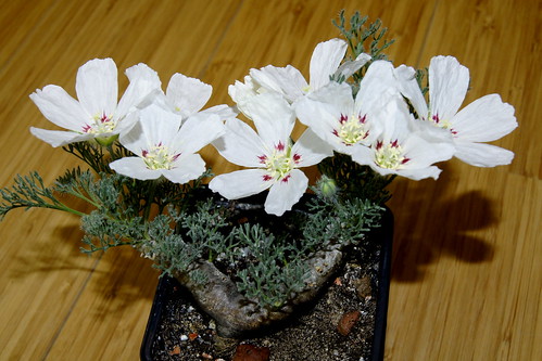 Monsonia multifida with white flower