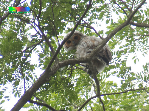 Spotted Wood Owl (Strix seloputo)