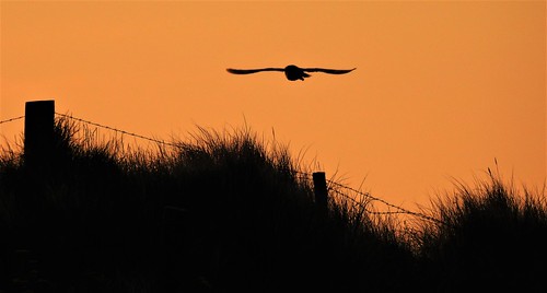 northeast nature nikon p900 coolpix birds sunrise sky dawn silhouette silhouettephotography northumberland shoreline seaside owl barnowl dunes sanddunes light birdsinflight druridge druridgeponds