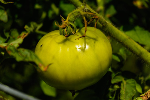 tomato green vine