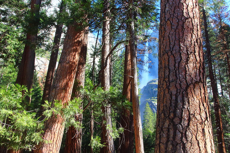 IMG_0428 Upper Yosemite Falls and Ponderosa Pine