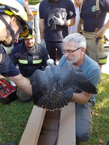 Rescate de un halcón por los Bomberos en la barriada de La Motilla