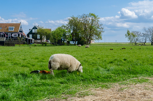 landscape paysage rural campagne campaign prés champ village mouton coq sheep fowl verdure nature hollande nikon d7000 marken