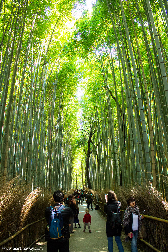 Foresta di Bambù