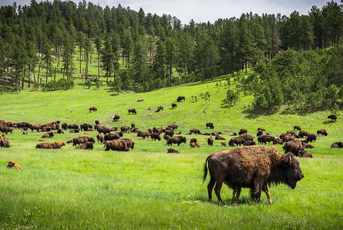 animals bison spring buffalo nature landscape custer park south dakota wild