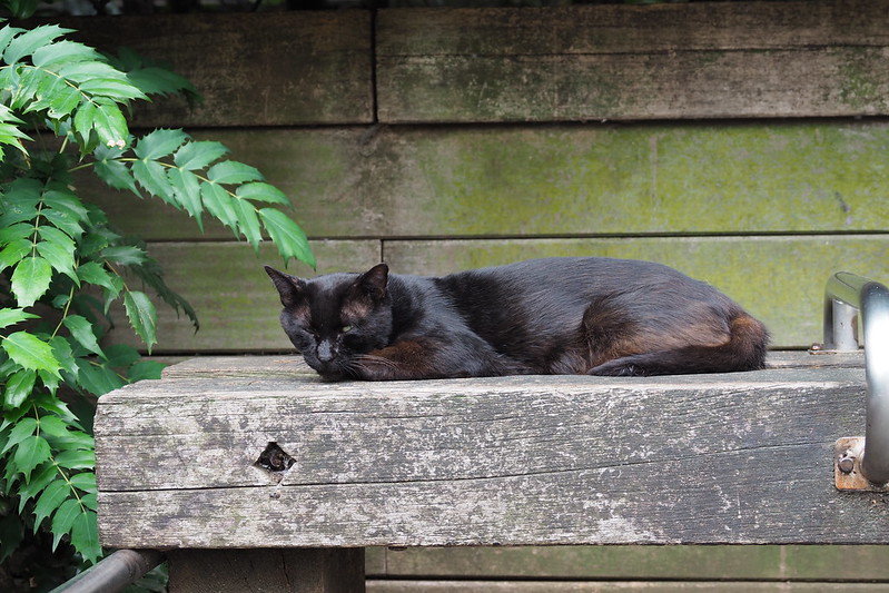 東池袋中央公園の猫。公園裏側の黒猫。