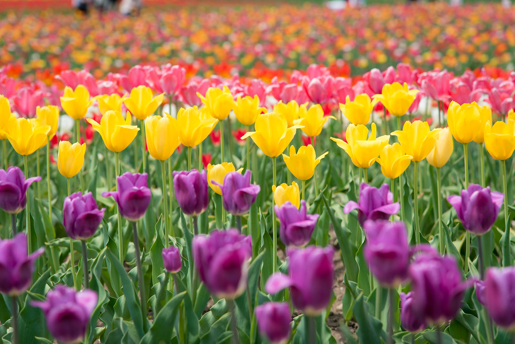 Tulip Park at Hokkaido