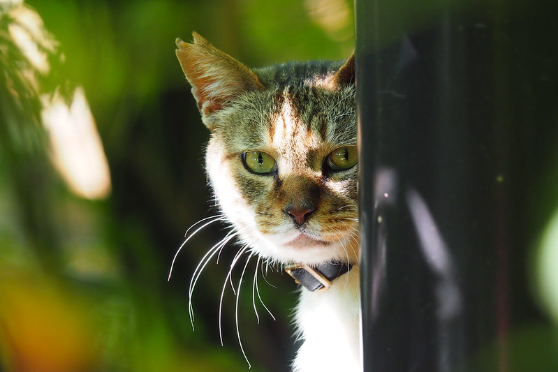 東池袋中央公園の猫。植え込みの中から様子を伺うキジ虎。