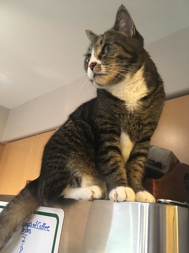 Watson on the fridge