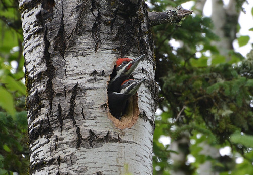 pileated woodpeckers sandbar provincialpark ontario cans2s animalplanet