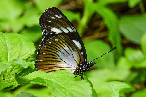 aburi easternregion 迦納 gh ghana botanical gardens lcy2017 lcyspgh lcynsp hypolimnasanthedon hypolimnas anthedon variableeggfly variable variablediadem eggfly diadem butterflies butterfly insects insect wildlife nature animal garden