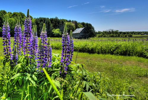 lupines wildflowers logbarn field purplelupines canon digital canon6d farmfield farming agriculture wisconsin usa midwest america scenery northamerica logbuilding nevawisconsin floral langladecounty scenic purple colorful canoneos 1740l northernwisconsin landscape hdr photomatix tonemapping barn rural country outdoor colour color geotagged lupinusperennis