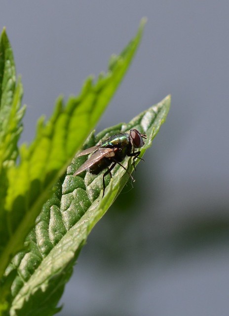 Green Fly on Mint Leaf