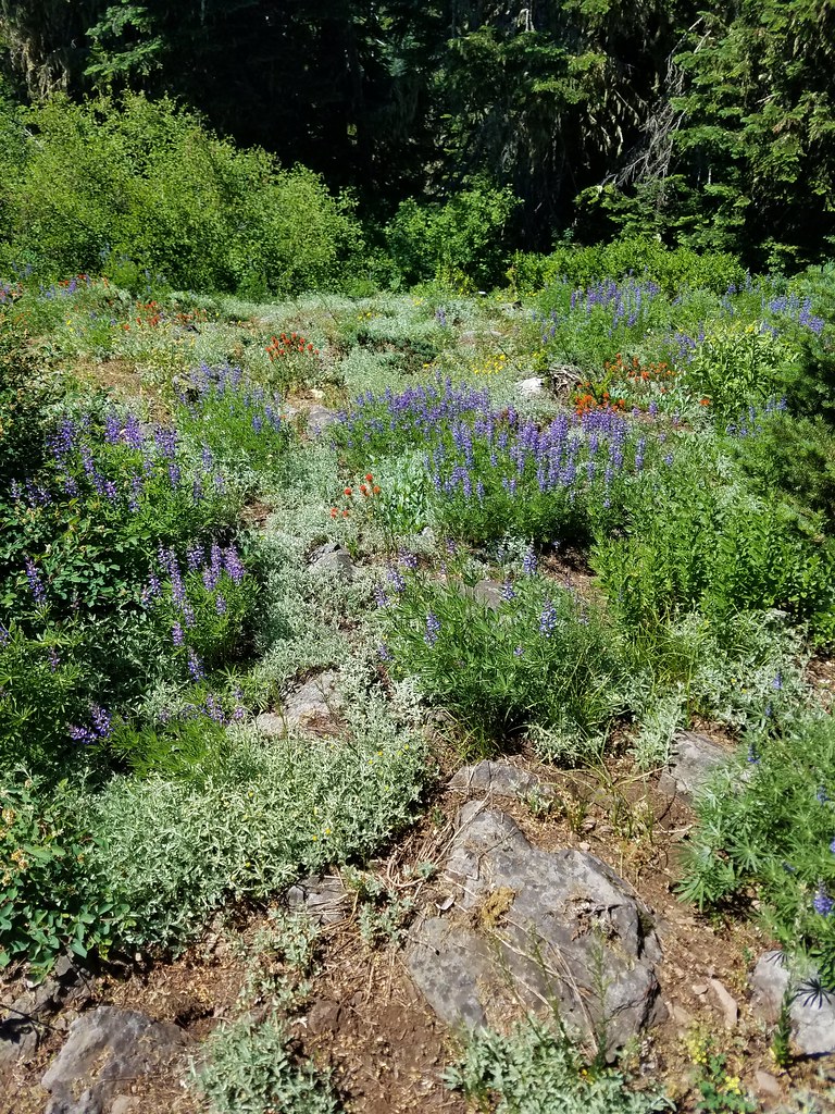 Wildflowers on Hawk Mountain