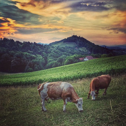 styria austria nature summer evening sunset animals animal cow cows sky landscape skyline flickr mountain hills wood color mood moody europe