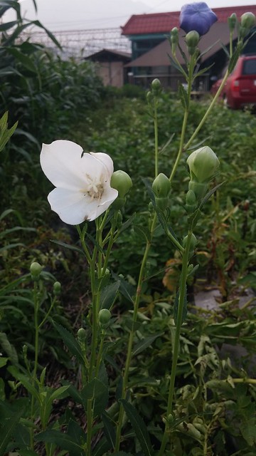 마당밭 아침꽃구경: 꽃잠