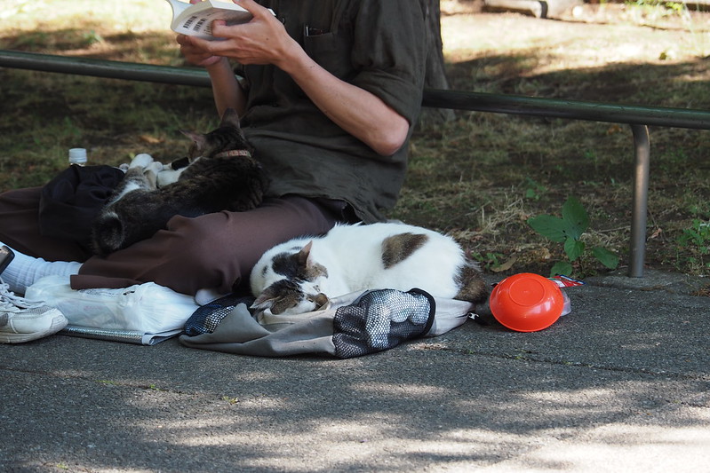 東池袋中央公園の猫。人に寄り添ってお休み中の白キジブチ。
