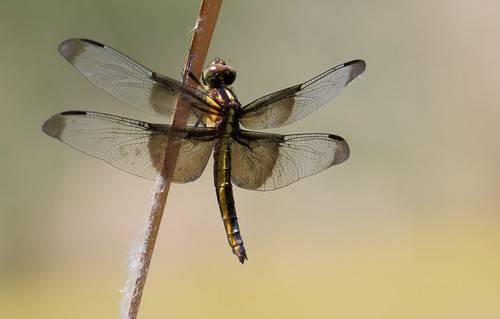 insect animal dragonfly skimmer fauna park pond odonate newmexico