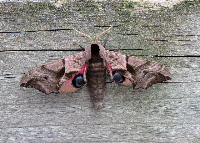 69.002 Eyed Hawk-moth - Smerinthus ocellata