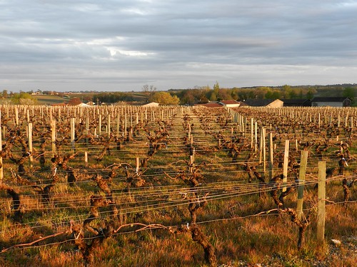 vigne vignoble saintestèphe paysage landscape gironde