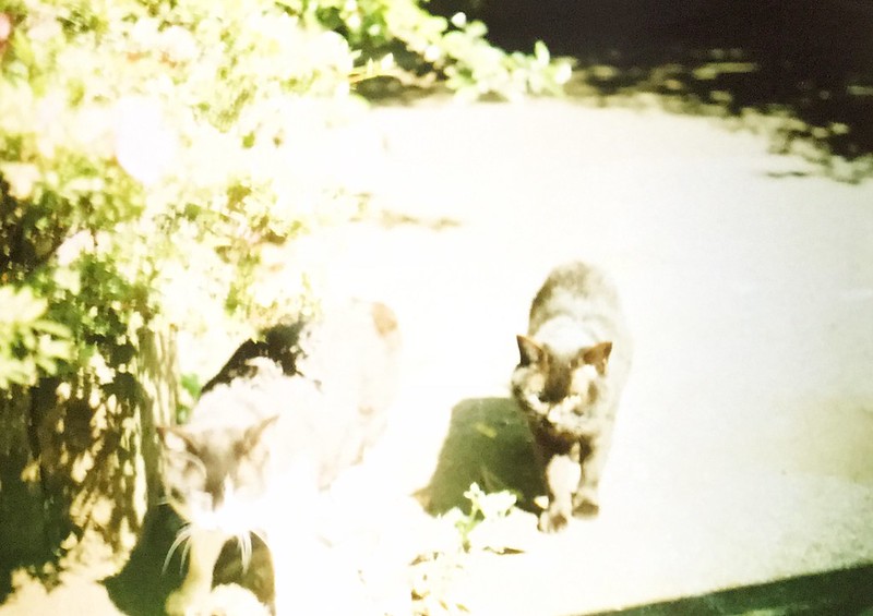 PEN EED lomography COLOR NEGATIVE400東池袋中央公園の猫。裏側の白黒ハチ割れとクロネコ