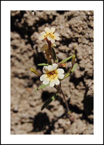 macemeadow mointainmonkeyflower erythranthebarbata california sequoianationalforest kerncounty piutemountains claraville forestroute29s02 mimulusbarbata