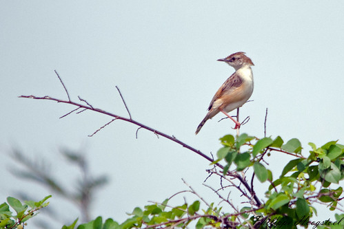 ghana greateraccra tema aves passeriformes
