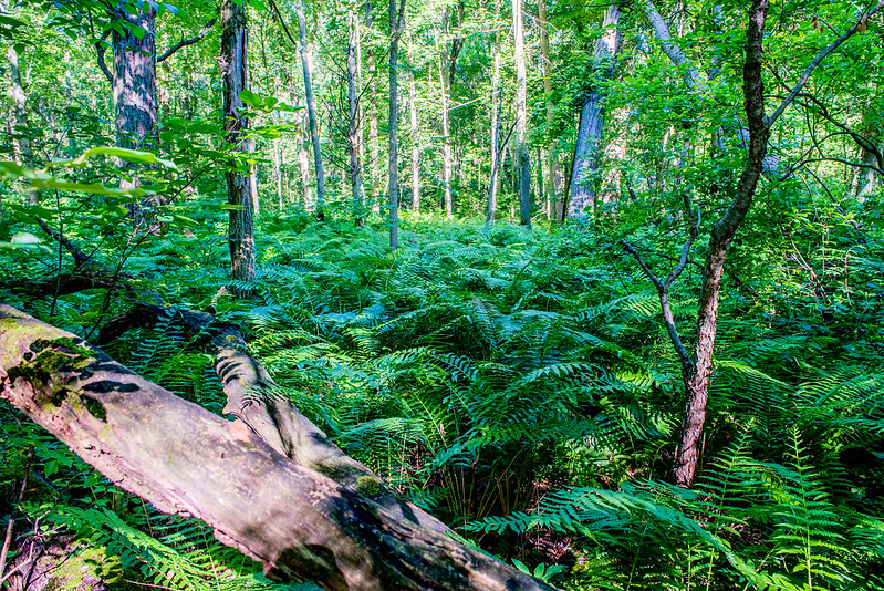 Woodland Bog Nature Preserve - June 21, 2017