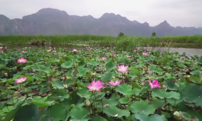 Ribuan bunga lotus mekar di Taman Air Nasional Khao Sam Roi Yot, Distrik Kui Buri, Provinsi Prachuap Khiri Khan, Thailand.