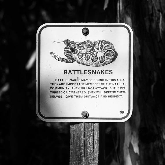 Rattlesnakes!