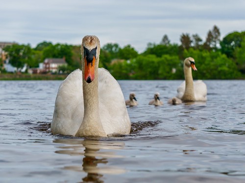 wildlife wildlifewednesday family birds charge pond cygnets angry massachusetts ellpond boston swan bird melrose animals newengland a6000 nature cygnet babyswans sony