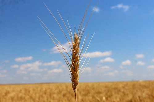 Lone wheat head.