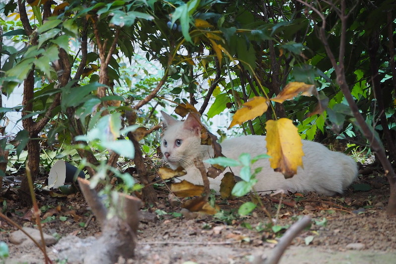 池袋駅前公園の猫。木陰で休む白